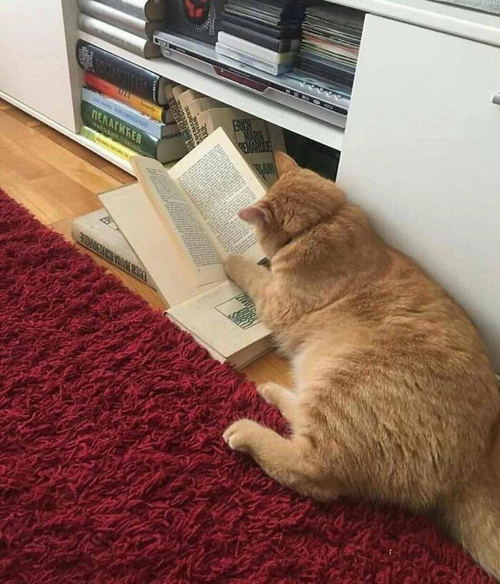 77 Times Animals Charmed Us With Being In Very Weird Places