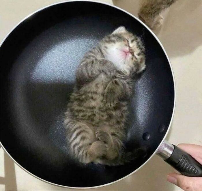 77 Times Animals Charmed Us With Being In Very Weird Places