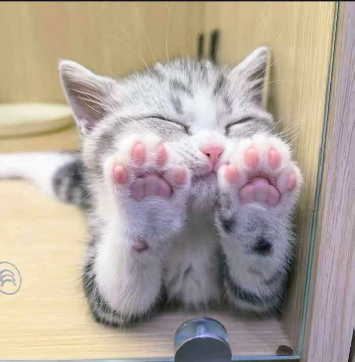 77 Times Animals Charmed Us With Being In Very Weird Places
