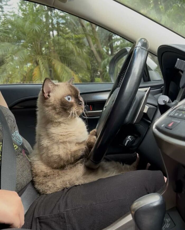 77 Times Animals Charmed Us With Being In Very Weird Places