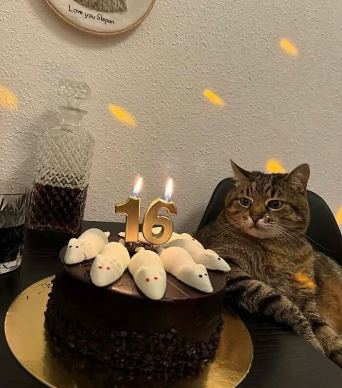 77 Times Animals Charmed Us With Being In Very Weird Places