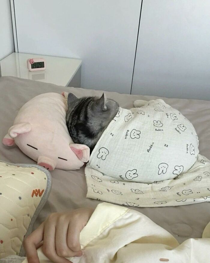 77 Times Animals Charmed Us With Being In Very Weird Places