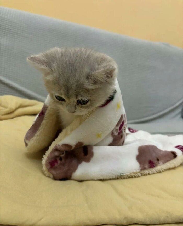 77 Times Animals Charmed Us With Being In Very Weird Places