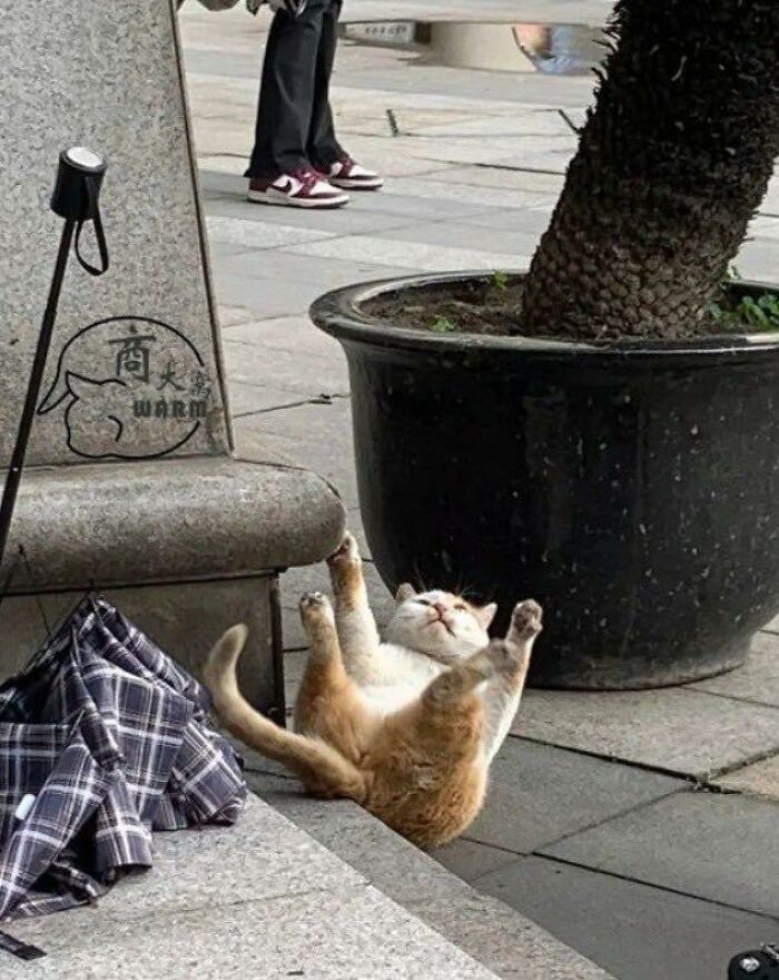 77 Times Animals Charmed Us With Being In Very Weird Places