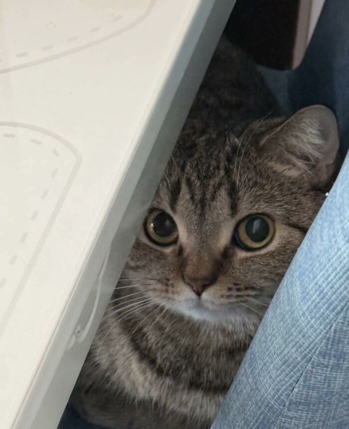 77 Times Animals Charmed Us With Being In Very Weird Places