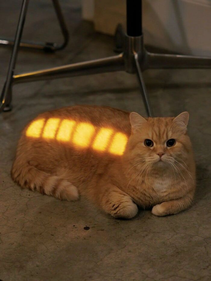 77 Times Animals Charmed Us With Being In Very Weird Places