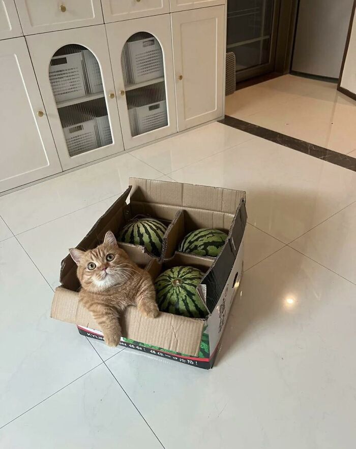 77 Times Animals Charmed Us With Being In Very Weird Places