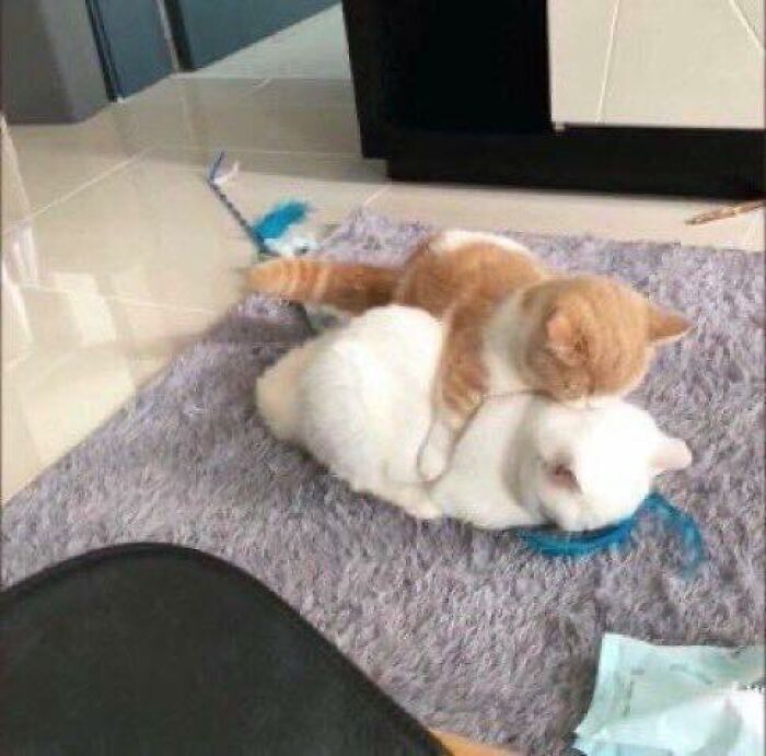 77 Times Animals Charmed Us With Being In Very Weird Places