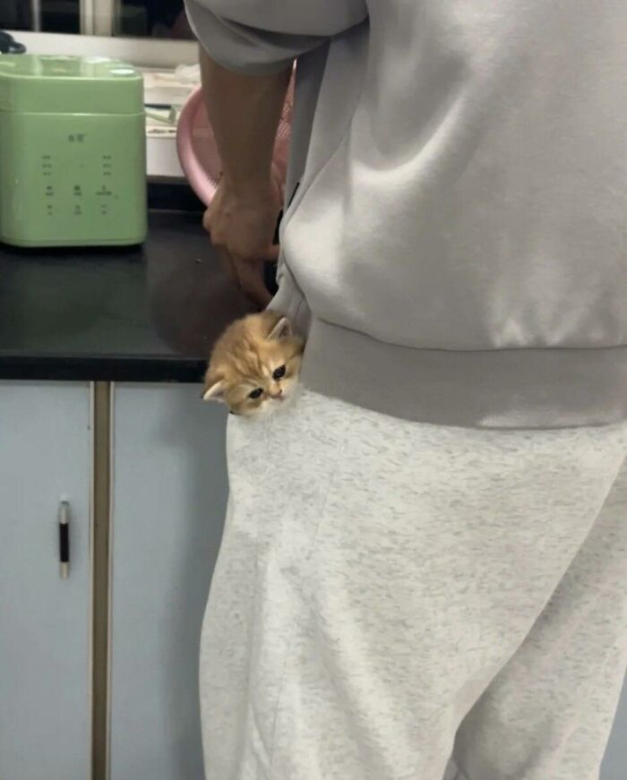 77 Times Animals Charmed Us With Being In Very Weird Places