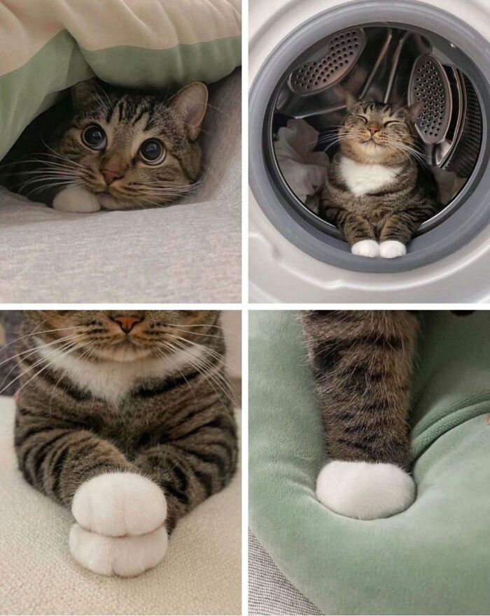 77 Times Animals Charmed Us With Being In Very Weird Places