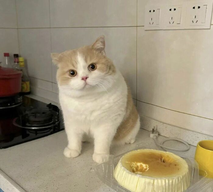 77 Times Animals Charmed Us With Being In Very Weird Places