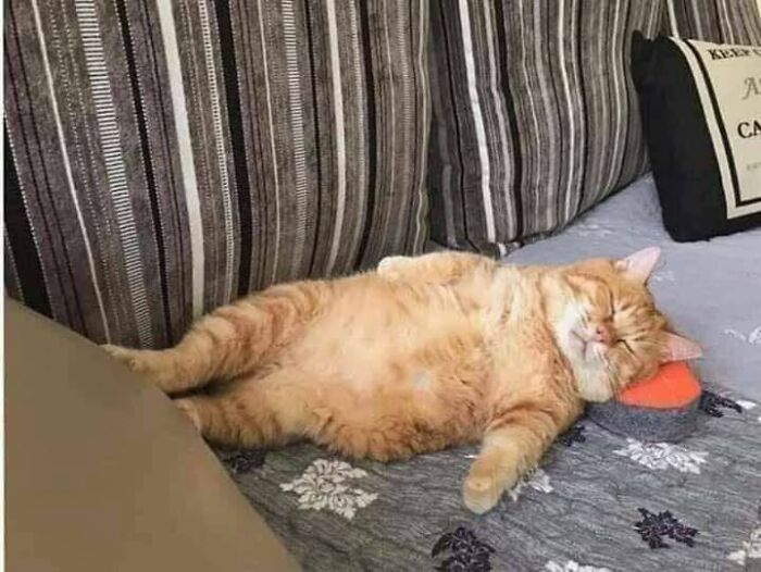 77 Times Animals Charmed Us With Being In Very Weird Places
