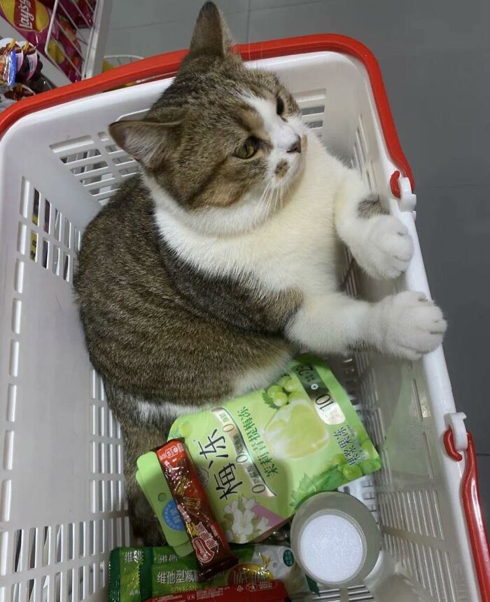 77 Times Animals Charmed Us With Being In Very Weird Places
