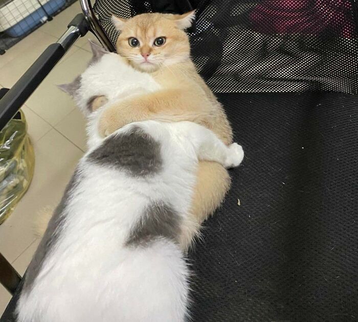 77 Times Animals Charmed Us With Being In Very Weird Places