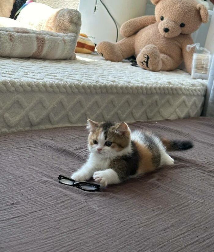 77 Times Animals Charmed Us With Being In Very Weird Places