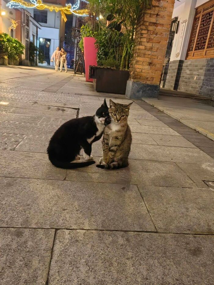 77 Times Animals Charmed Us With Being In Very Weird Places