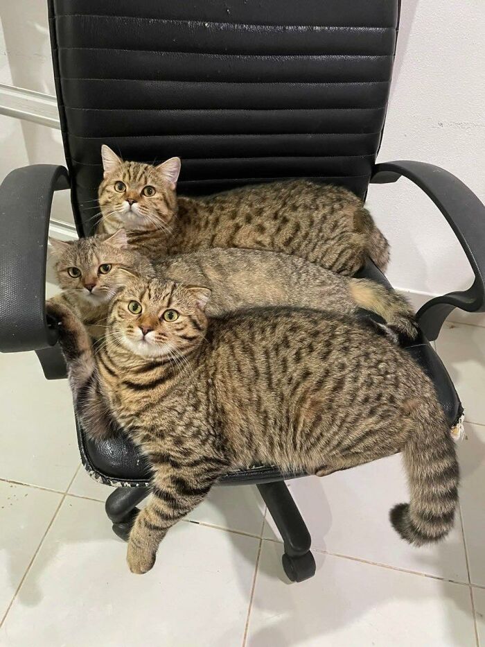 77 Times Animals Charmed Us With Being In Very Weird Places
