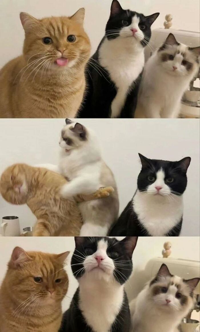 77 Times Animals Charmed Us With Being In Very Weird Places