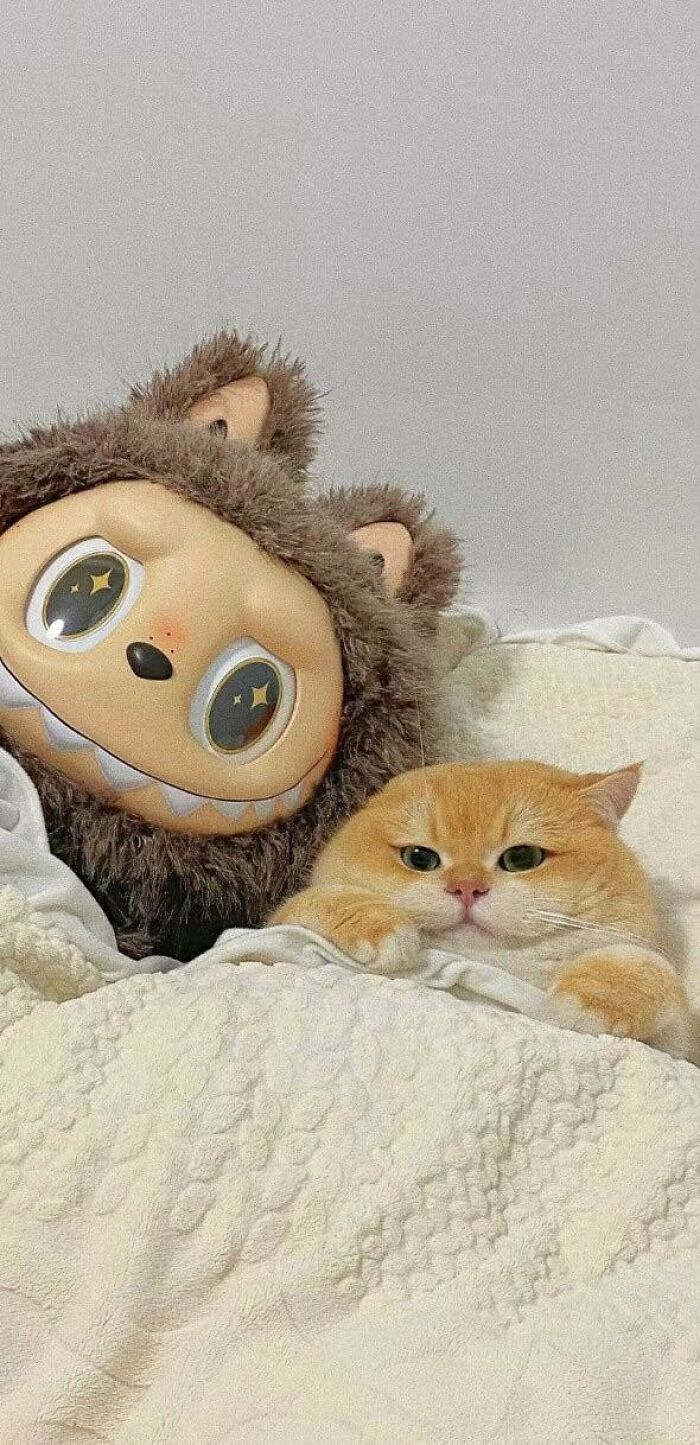 77 Times Animals Charmed Us With Being In Very Weird Places