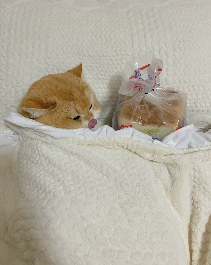 77 Times Animals Charmed Us With Being In Very Weird Places