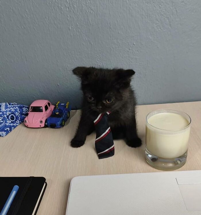 77 Times Animals Charmed Us With Being In Very Weird Places