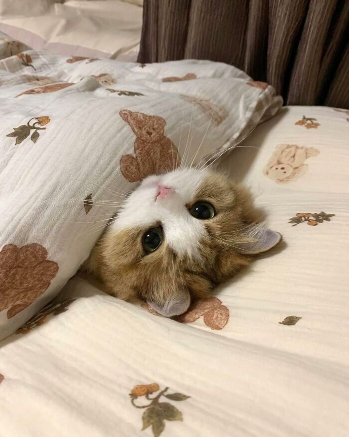 77 Times Animals Charmed Us With Being In Very Weird Places