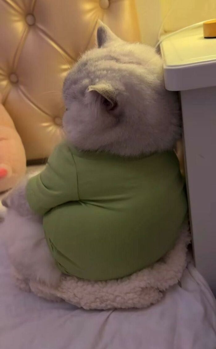 77 Times Animals Charmed Us With Being In Very Weird Places