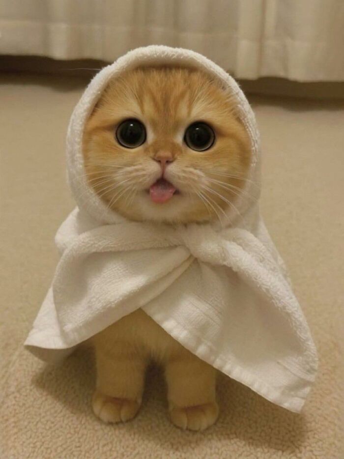 77 Times Animals Charmed Us With Being In Very Weird Places