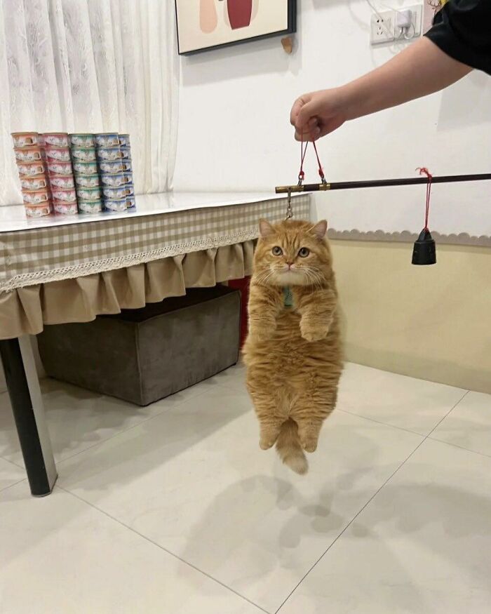 77 Times Animals Charmed Us With Being In Very Weird Places