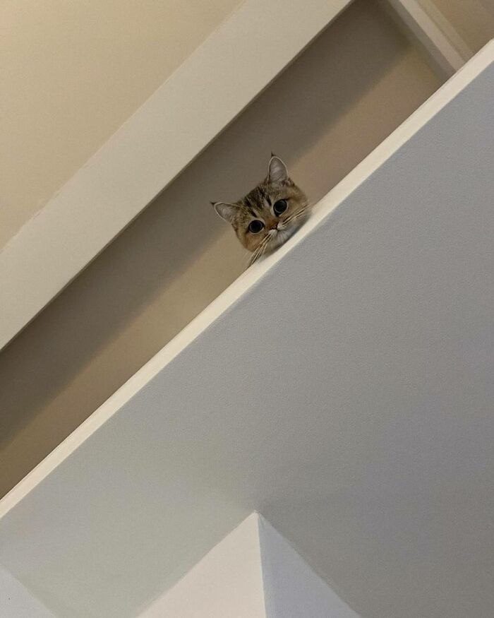 77 Times Animals Charmed Us With Being In Very Weird Places