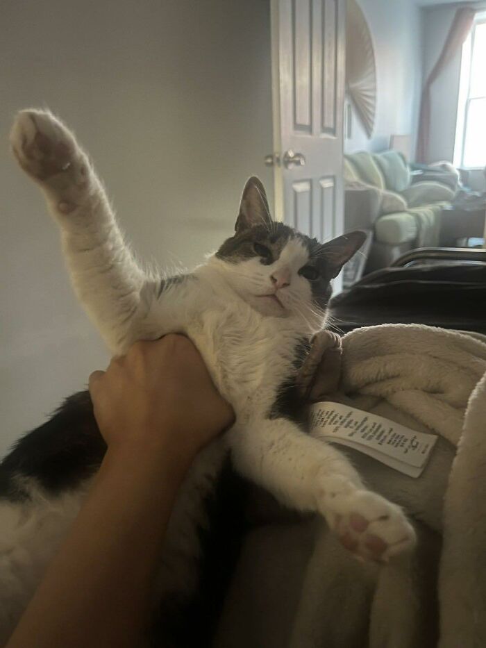 77 Times Animals Charmed Us With Being In Very Weird Places