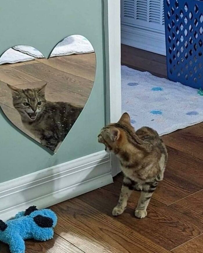 77 Times Animals Charmed Us With Being In Very Weird Places