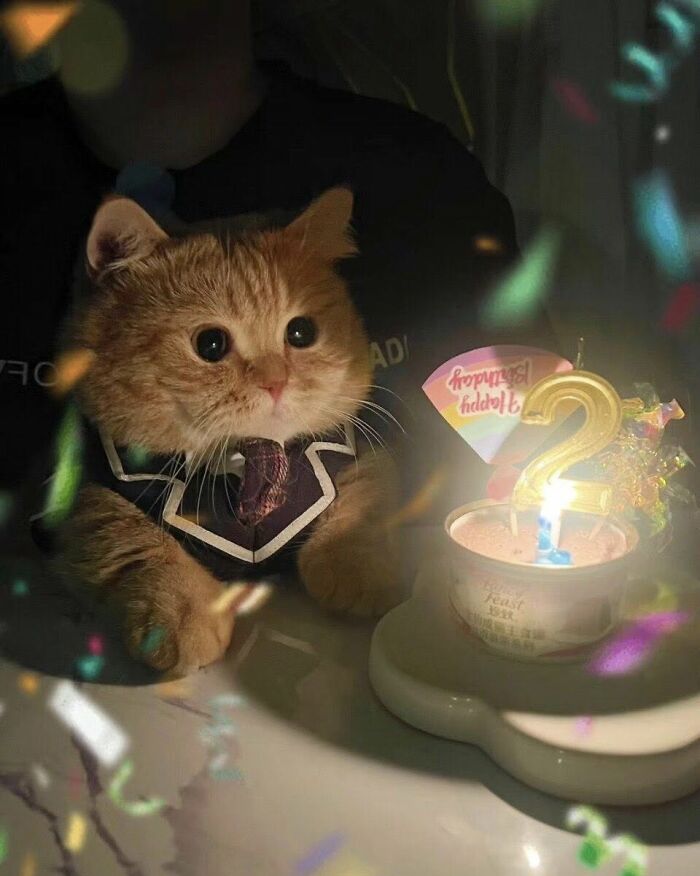 77 Times Animals Charmed Us With Being In Very Weird Places