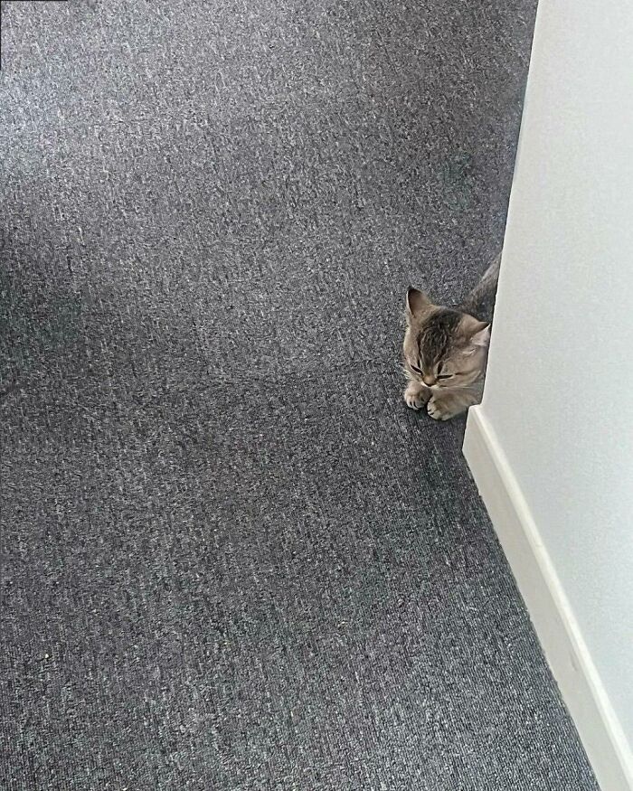 77 Times Animals Charmed Us With Being In Very Weird Places