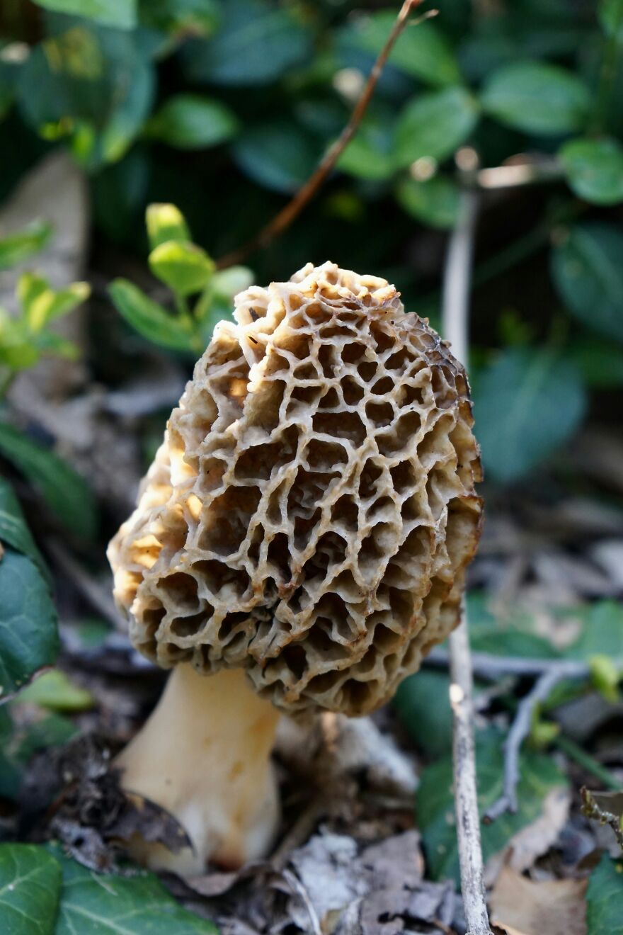 &#8220;I&#8217;m Glad I&#8217;m Poor&#8221;: Scientists Link Wealthy-Favored Superfood To ALS, Or Lou Gehrig’s Disease
