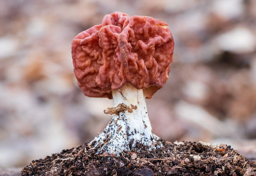&#8220;I&#8217;m Glad I&#8217;m Poor&#8221;: Scientists Link Wealthy-Favored Superfood To ALS, Or Lou Gehrig’s Disease