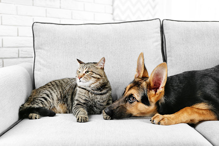 Friend Agrees To House Sit, Locks Up Woman&#8217;s Dogs For Hours While Hers Roam Free, Gets Kicked Out