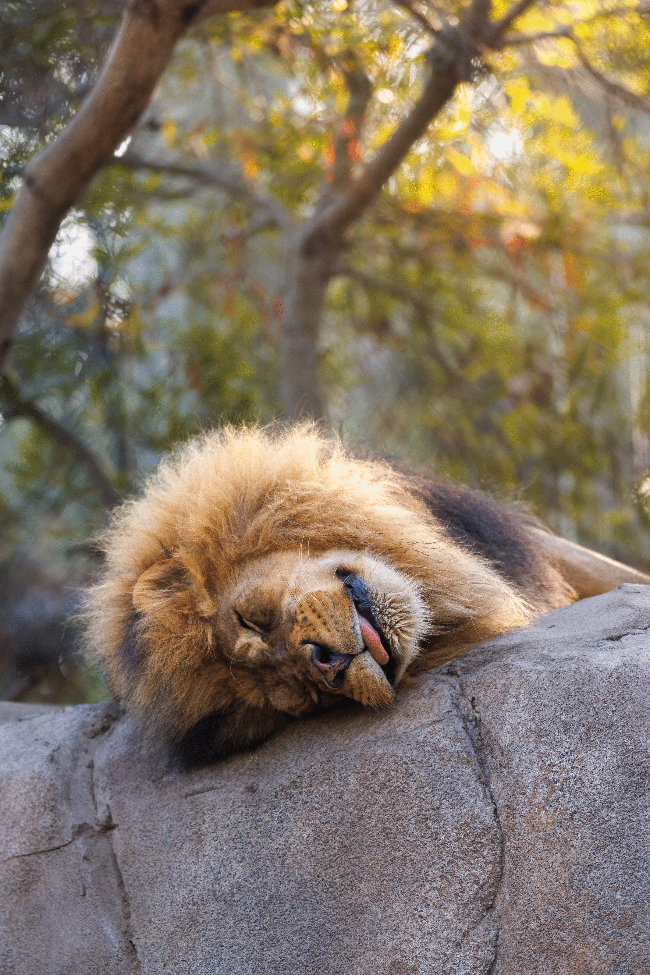 50 Animal Photos The Crowd Voted As Their Favorites In Photocrowd’s Contest