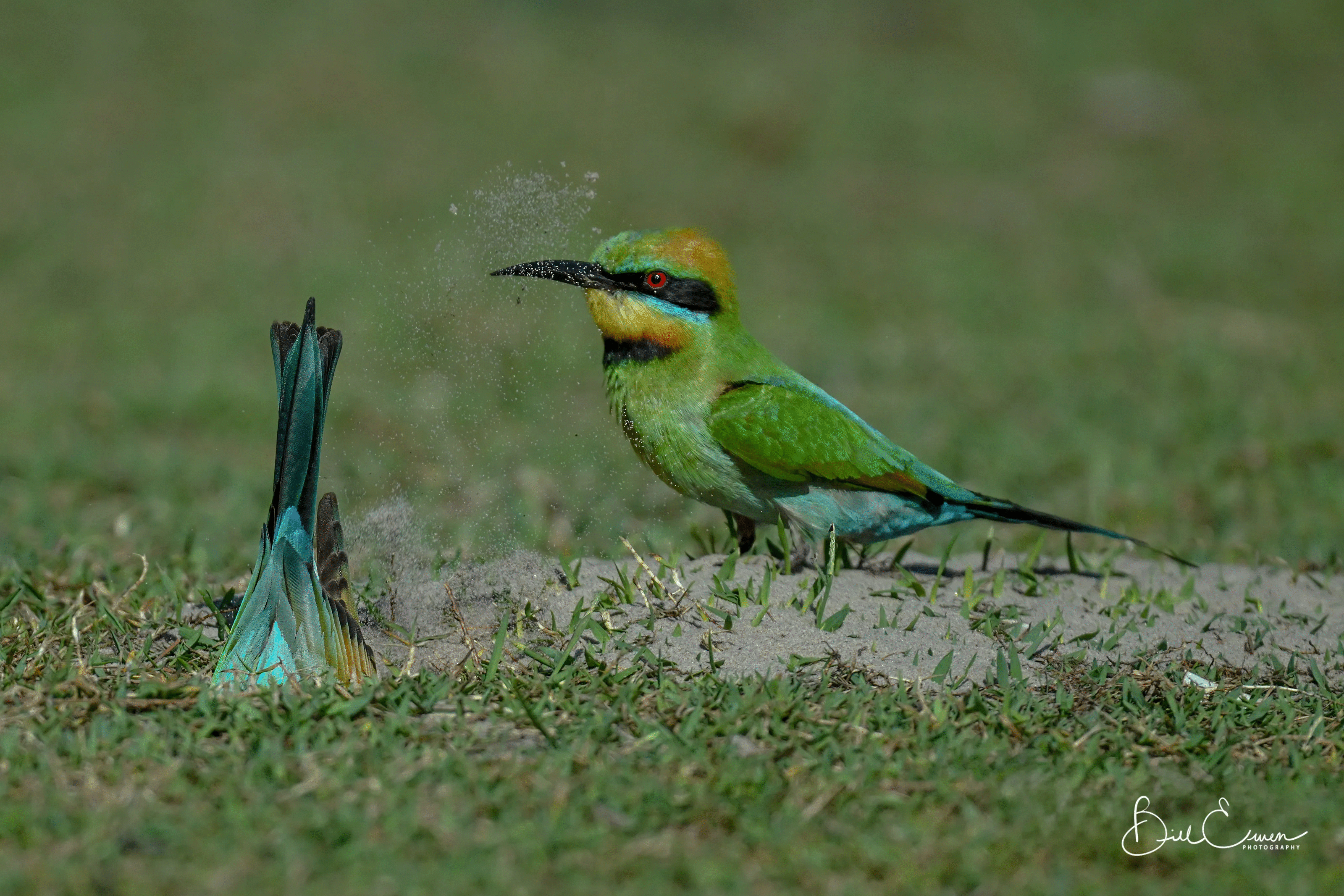 50 Animal Photos The Crowd Voted As Their Favorites In Photocrowd’s Contest