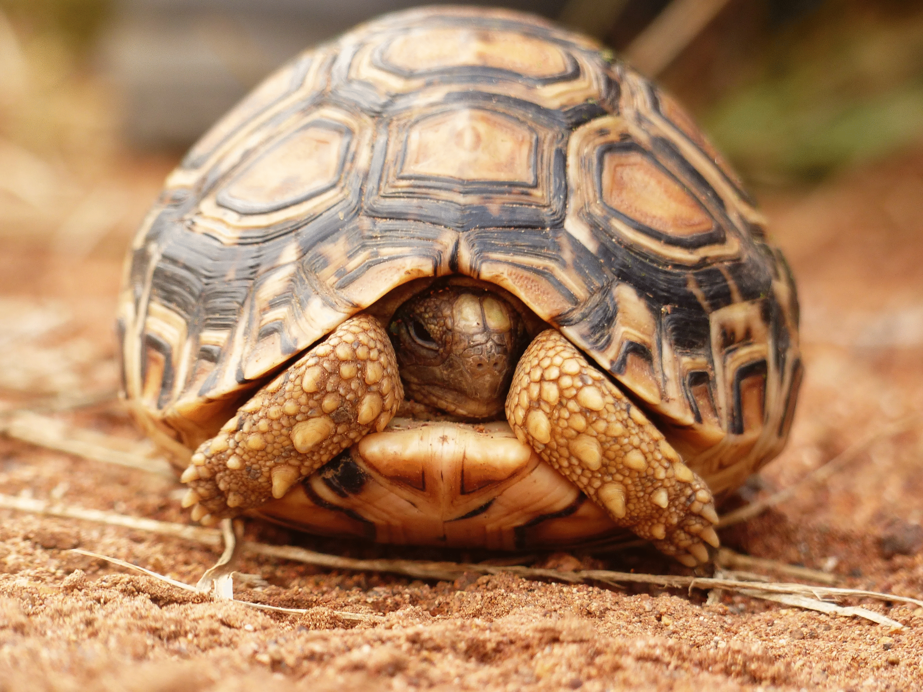 50 Animal Photos The Crowd Voted As Their Favorites In Photocrowd’s Contest