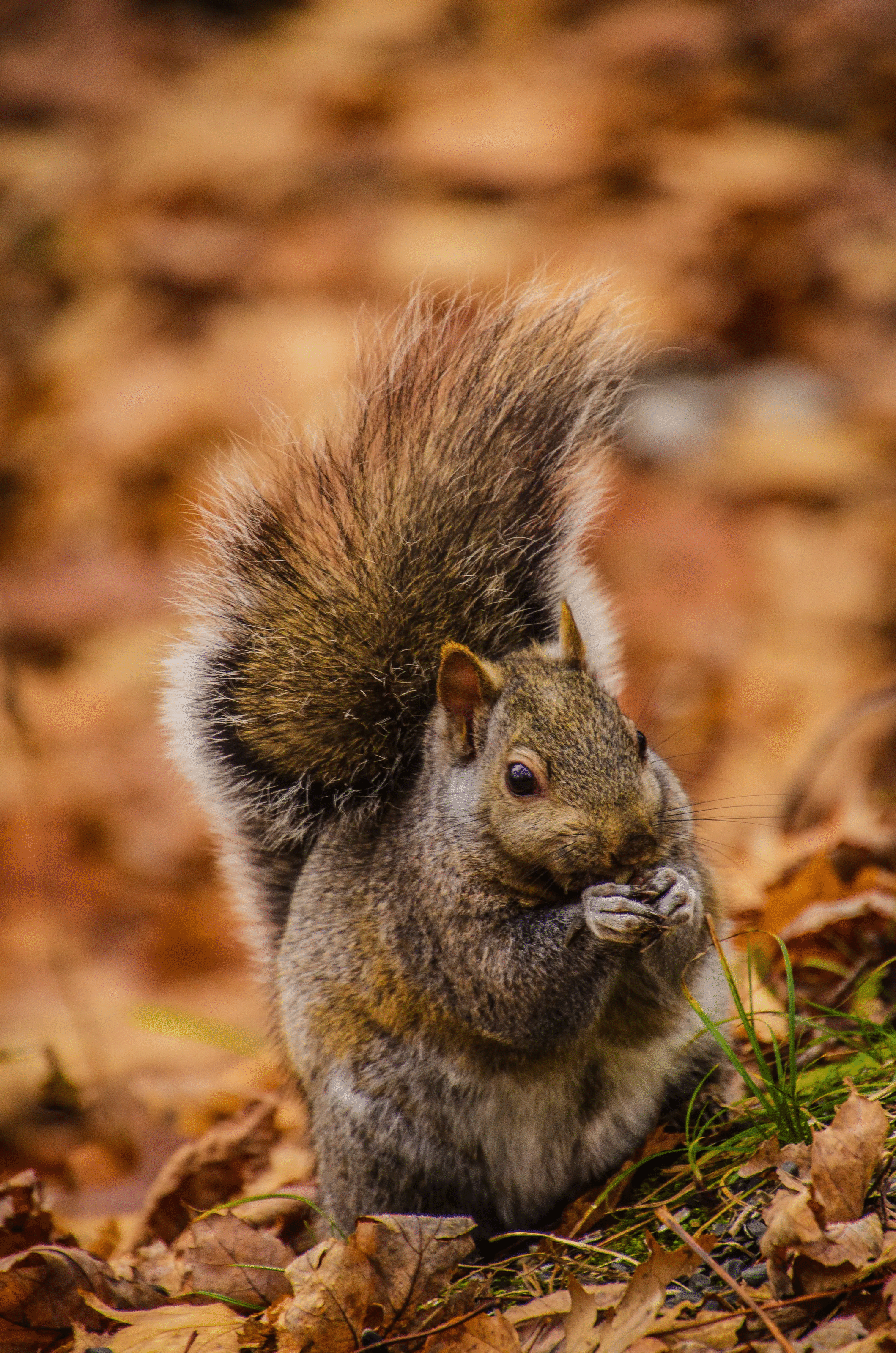 50 Animal Photos The Crowd Voted As Their Favorites In Photocrowd’s Contest