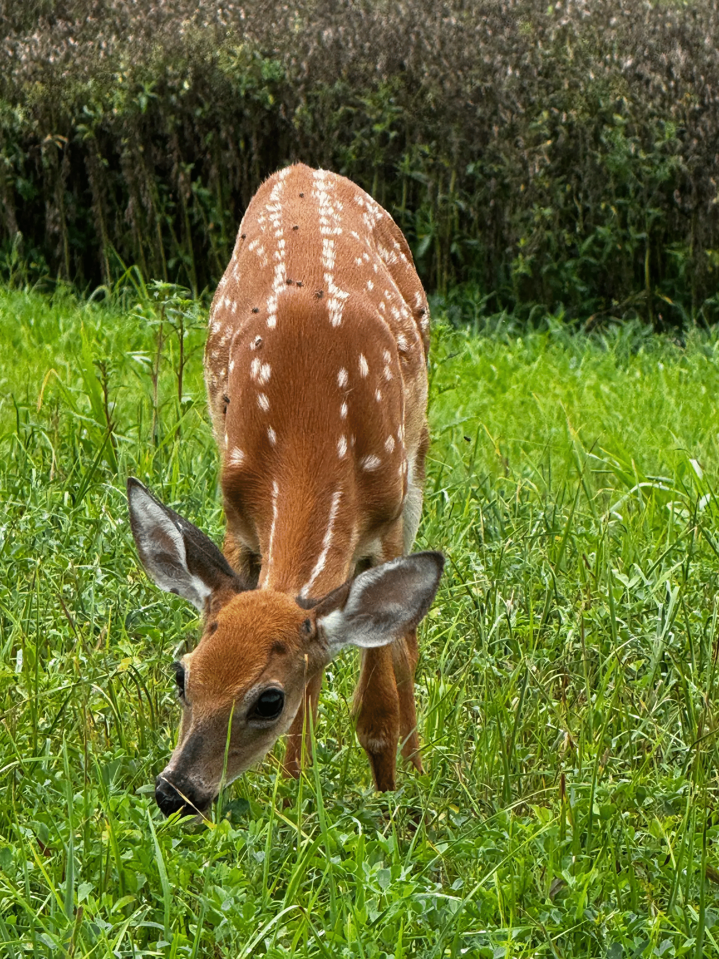 50 Animal Photos The Crowd Voted As Their Favorites In Photocrowd’s Contest