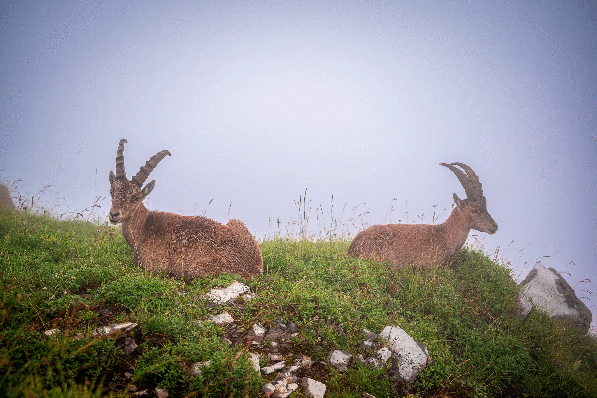 50 Animal Photos The Crowd Voted As Their Favorites In Photocrowd’s Contest
