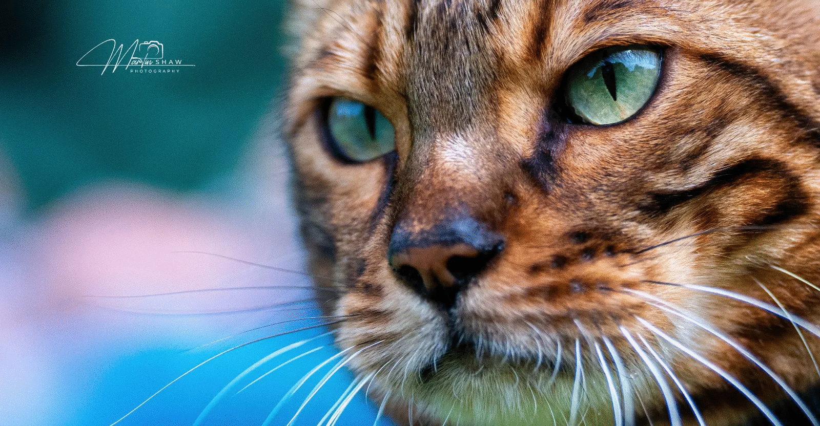 50 Animal Photos The Crowd Voted As Their Favorites In Photocrowd’s Contest