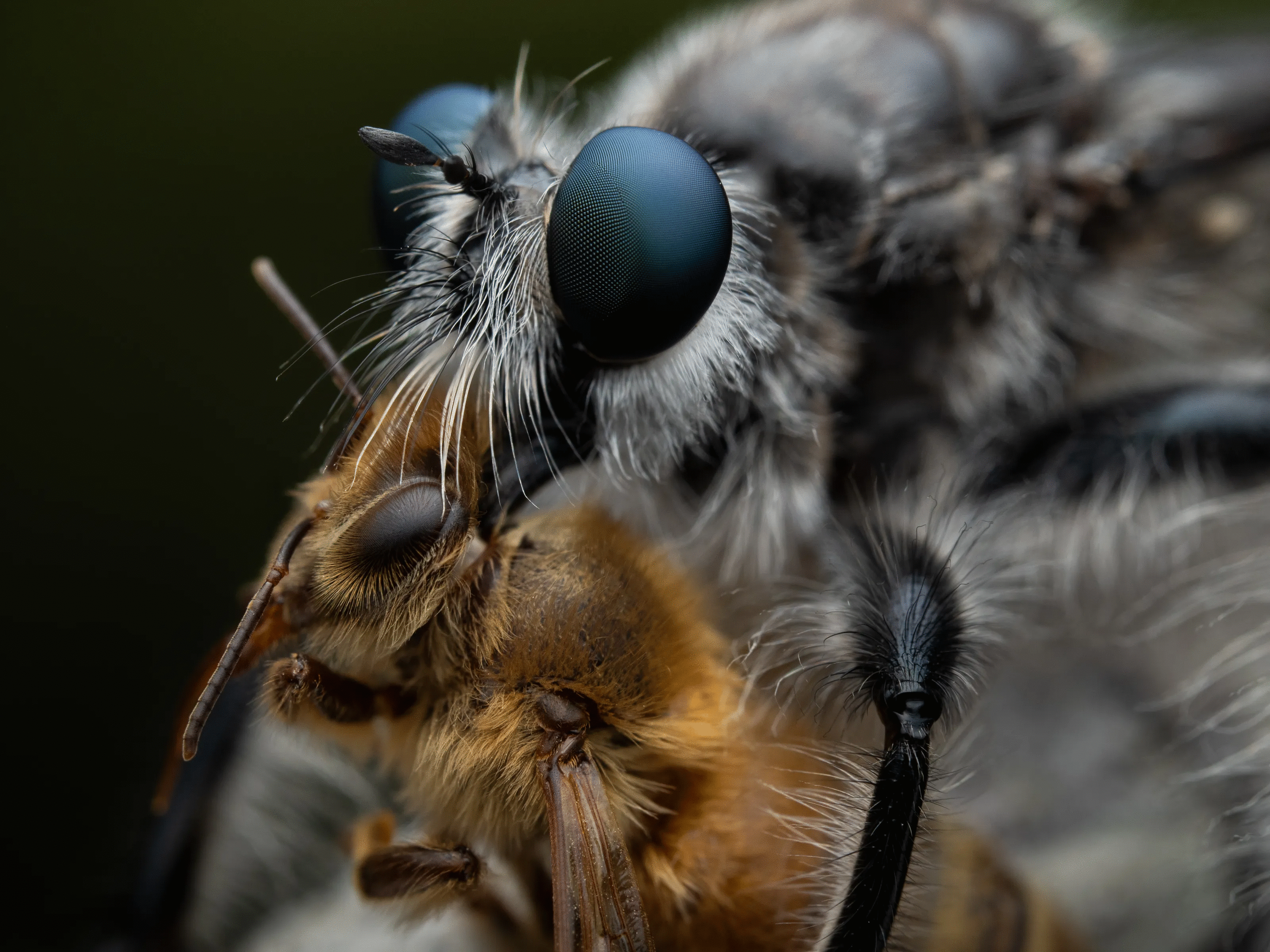 50 Animal Photos The Crowd Voted As Their Favorites In Photocrowd’s Contest