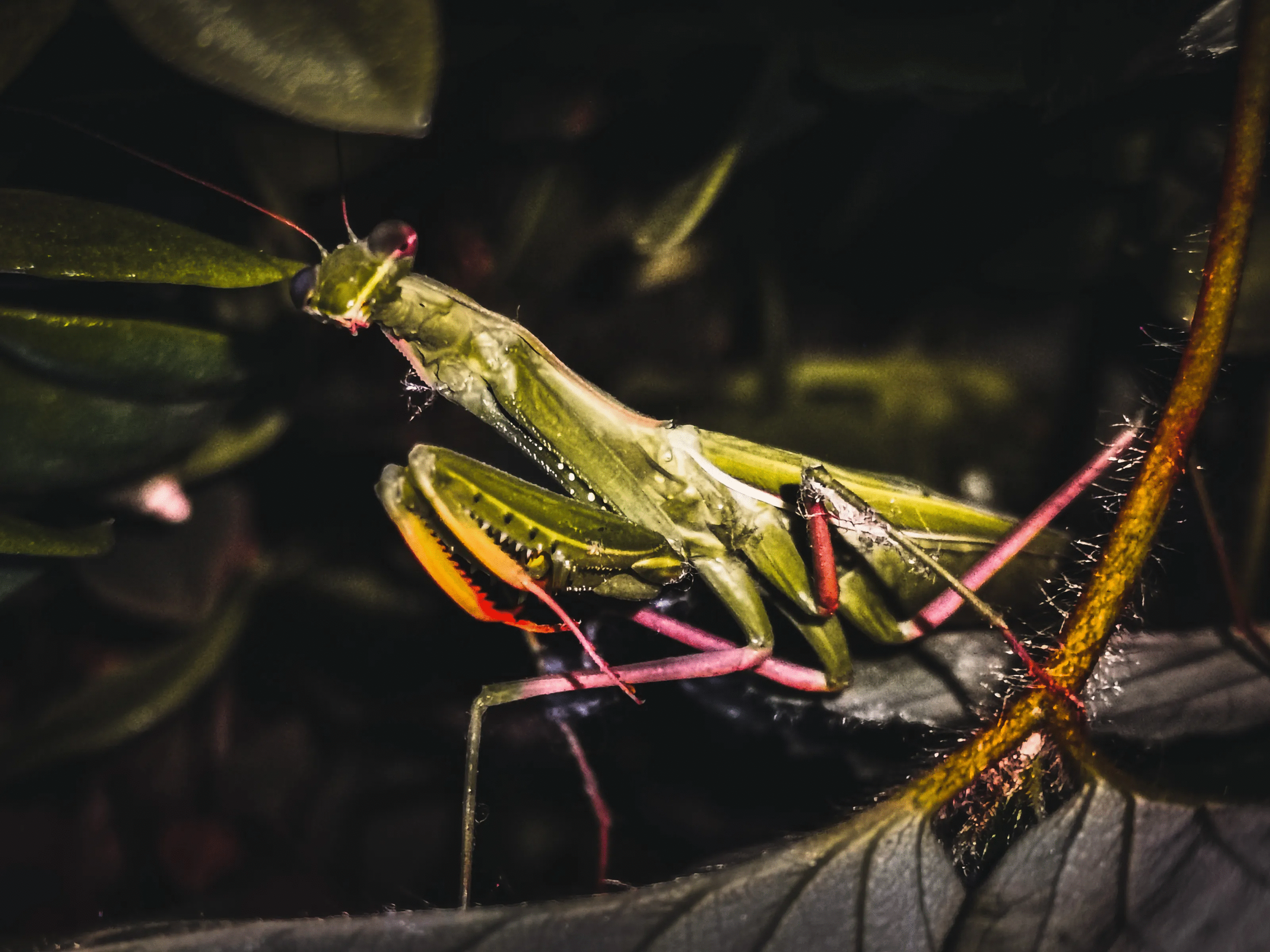 50 Animal Photos The Crowd Voted As Their Favorites In Photocrowd’s Contest