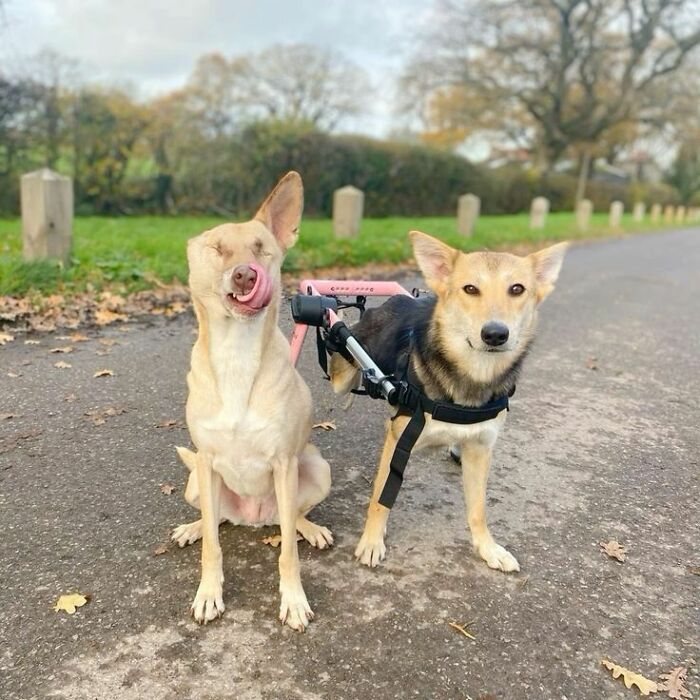 80 Wholesome Photos Of Animals That Might Have You Smiling Uncontrollably