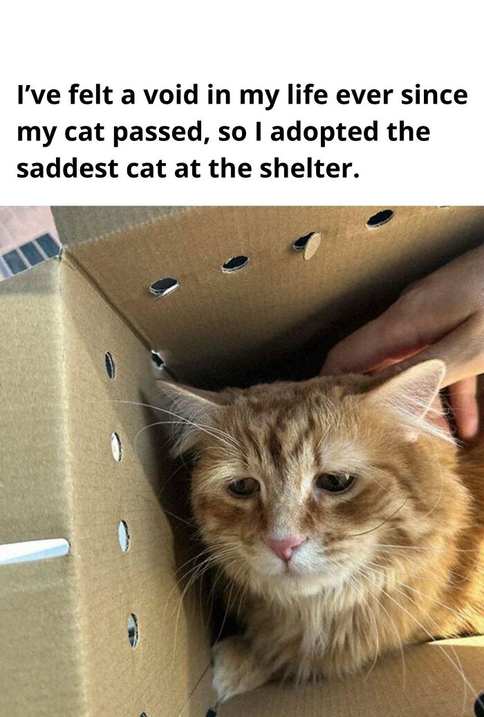 80 Wholesome Photos Of Animals That Might Have You Smiling Uncontrollably