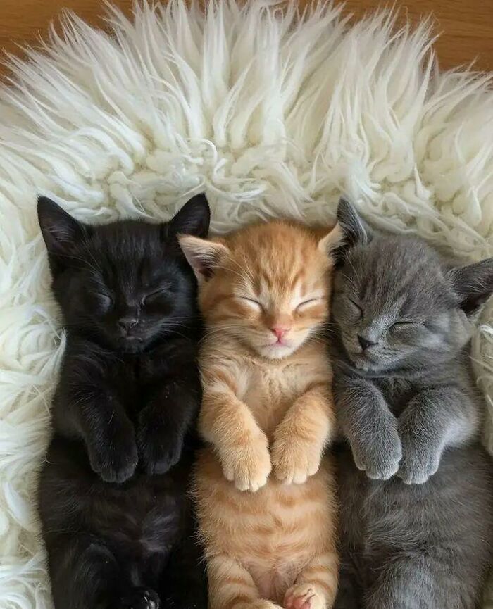 80 Wholesome Photos Of Animals That Might Have You Smiling Uncontrollably