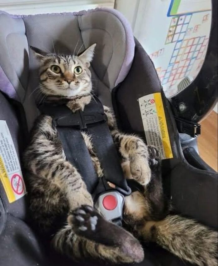 80 Wholesome Photos Of Animals That Might Have You Smiling Uncontrollably